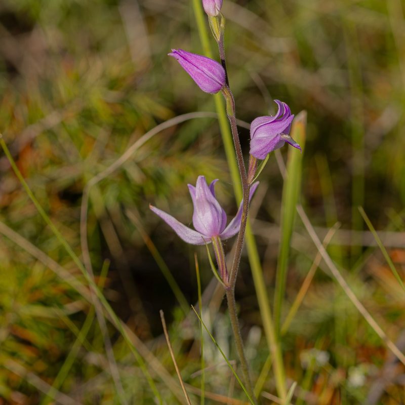 Céphalanthère_rouge-(Cephalanthera_rubra)-Didier_Verger