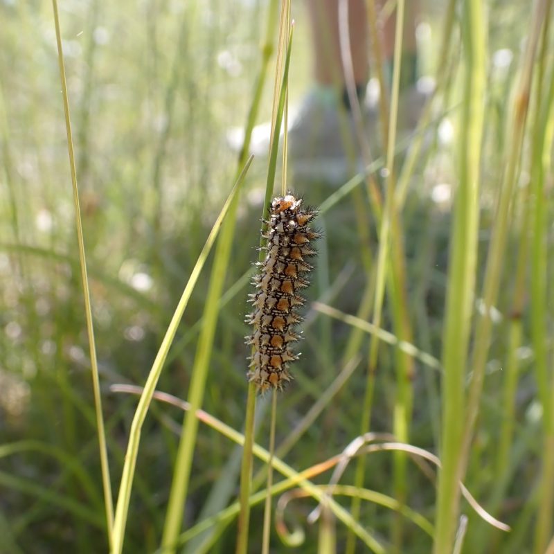 Chenille_de_Mélitée_orangée-(Melitaea_didyma)-Nathalie_Verger