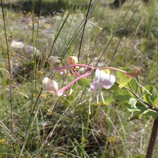 Chèvrefeuille_d'Etrurie-(Lonicera_etrusca)-Nathalie_Verger