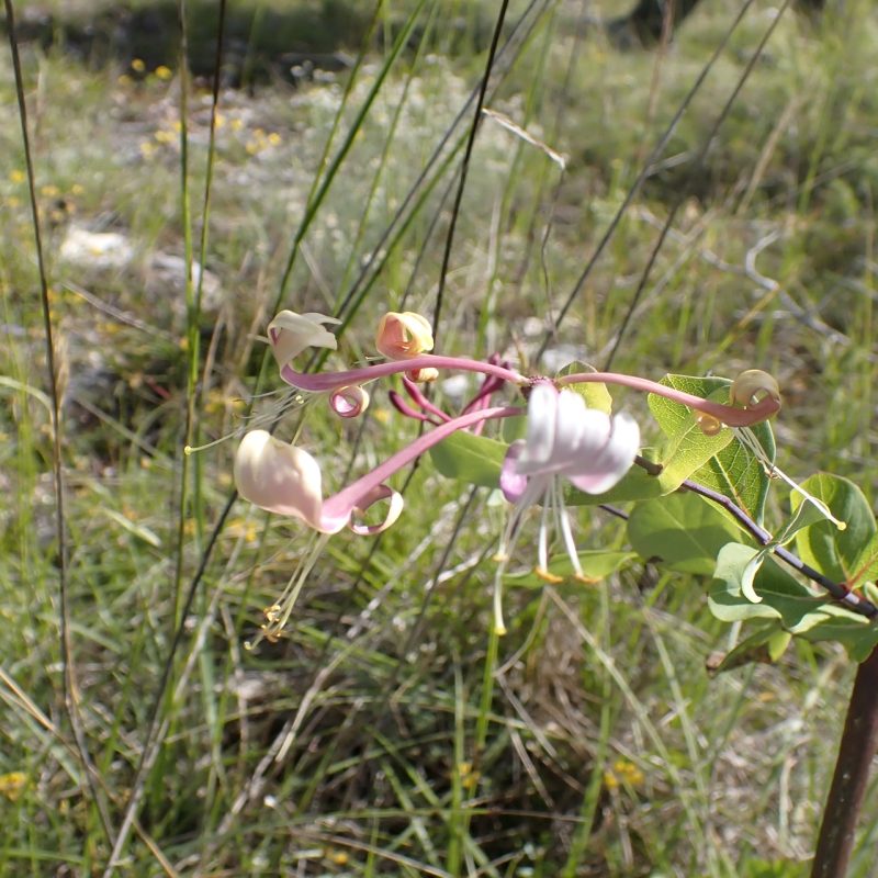 Chèvrefeuille_d'Etrurie-(Lonicera_etrusca)-Nathalie_Verger