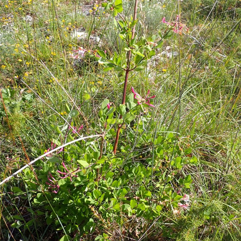 Chèvrefeuille_d'Etrurie-(Lonicera_etrusca)-Nathalie_Verger
