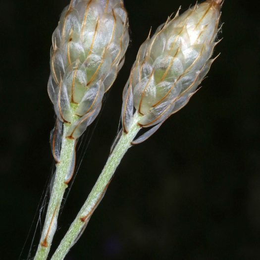 Cupidone_bleue (Catananche_caerulea)-Guillaume_Eyssartier