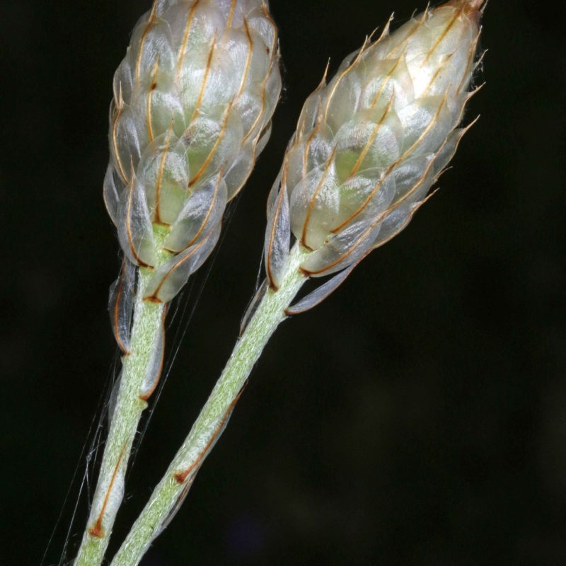 Cupidone_bleue (Catananche_caerulea)-Guillaume_Eyssartier