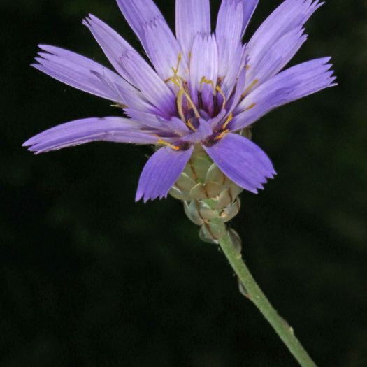 Cupidone_bleue (Catananche_caerulea)-Guillaume_Eyssartier