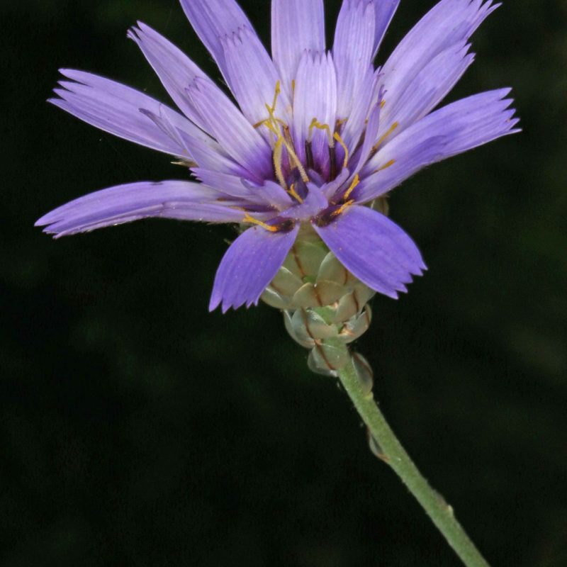 Cupidone_bleue (Catananche_caerulea)-Guillaume_Eyssartier