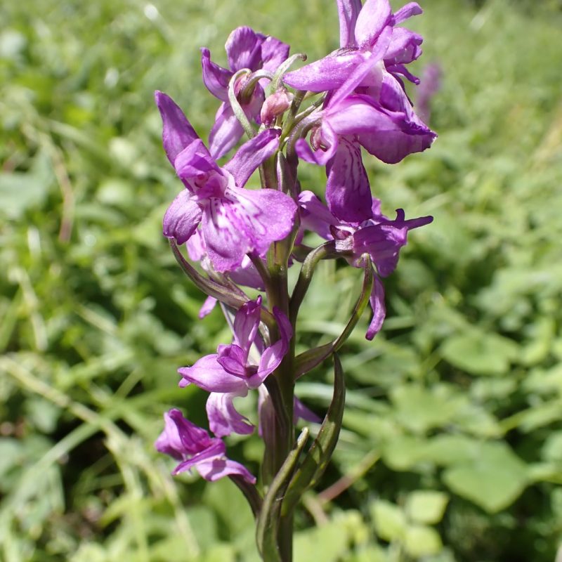 Dactylorhize_élevée (Dactylorhyza elata)-Nathalie_Verger