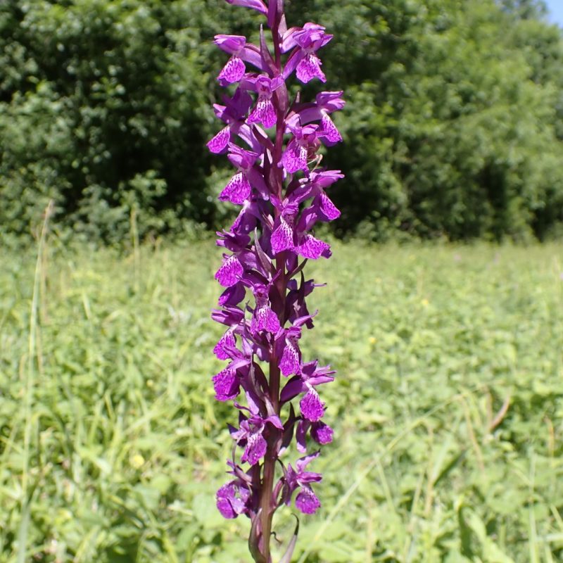 Dactylorhize_élevée (Dactylorhyza elata)-Nathalie_Verger