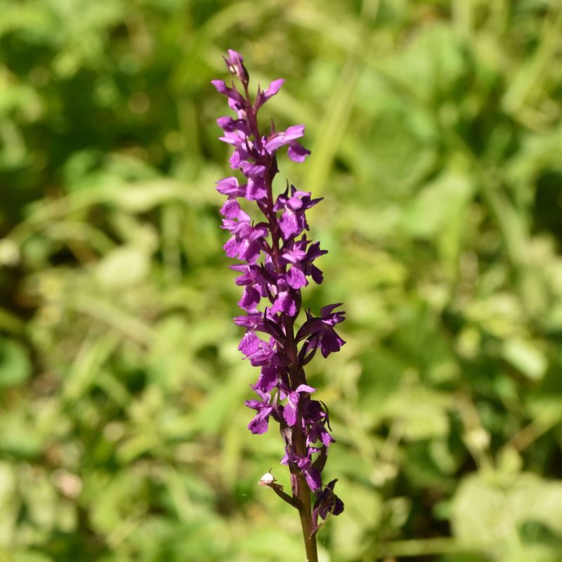 Dactylorhize_élevée (Dactylorhyza elata)-Sylvain_Wagner