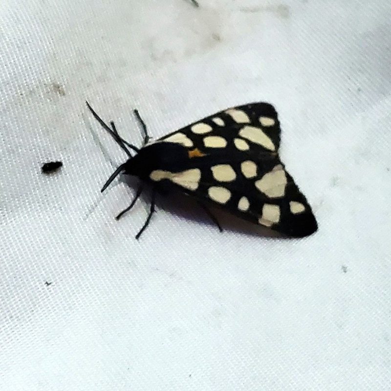 Ecaille_fermière-(Arctia_villica)-Anaïs_Liévin