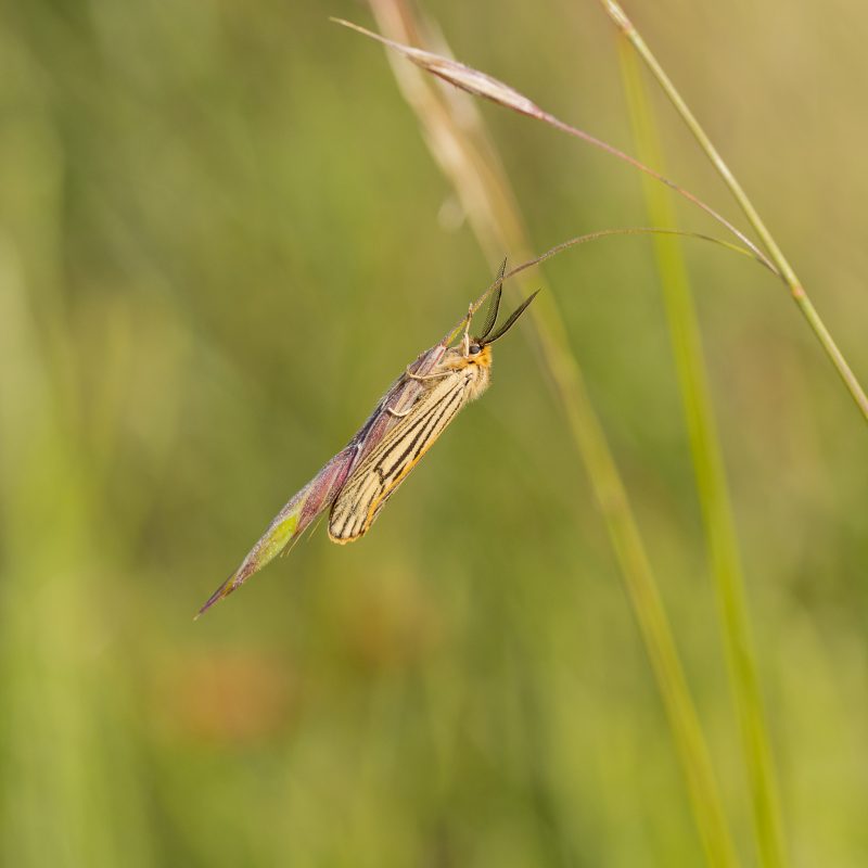 Ecaille_striée-(Spiris_striata)-Didier_Verger)
