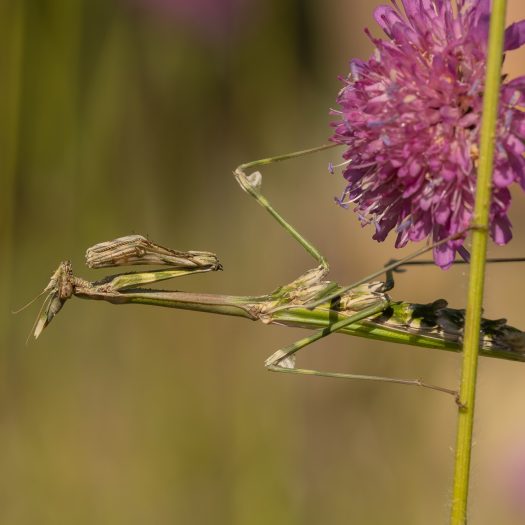 Empuse_commune-(Empusa_pennata)-Didier_Verger