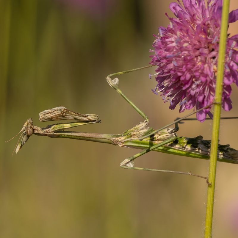 Empuse_commune-(Empusa_pennata)-Didier_Verger