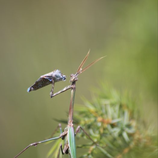 Empuse_commune-(Empusa_pennata)-Yoann_Croisille