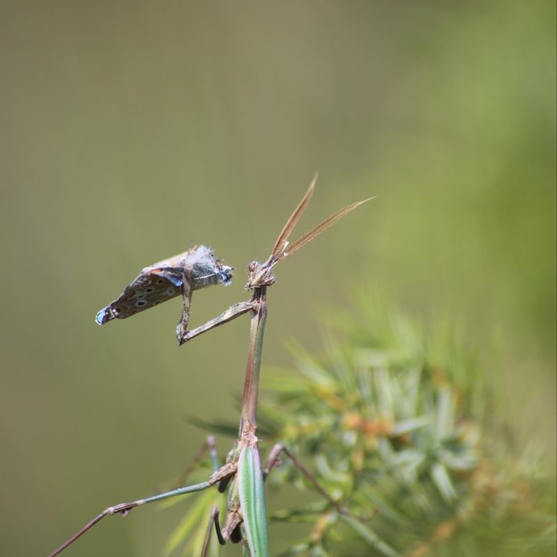Empuse_commune-(Empusa_pennata)-Yoann_Croisille