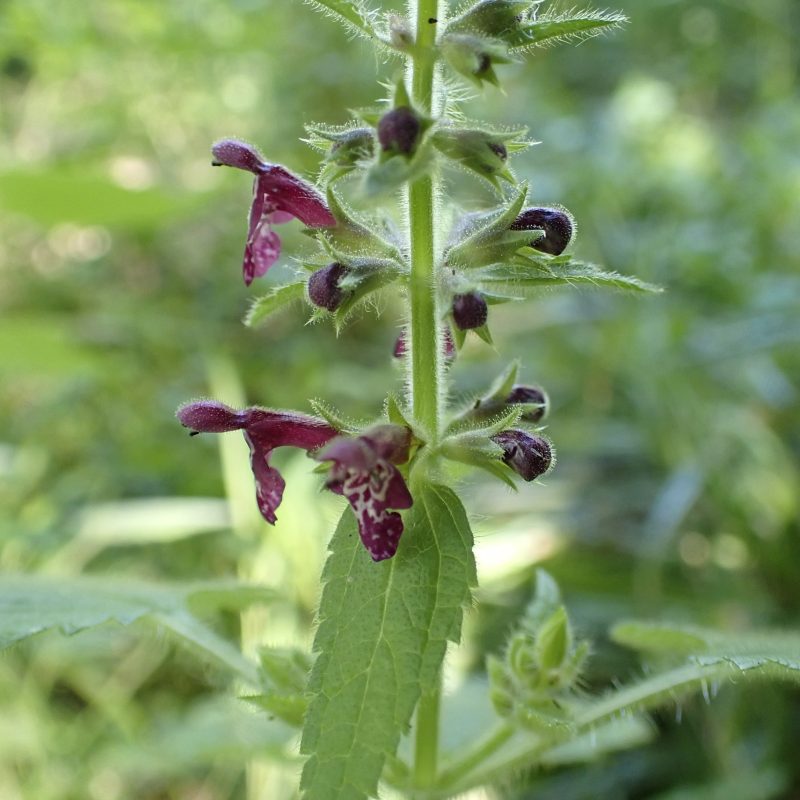 Epiaire_des_bois-(Stachys_sylvatica)-Nathalie_Verger