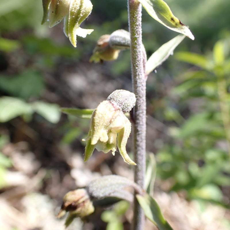 Epipactis_à_petites_feuilles (Epipactis microphylla)-Nathalie_Verger
