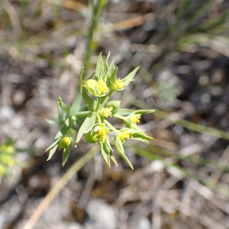 Euphorbe_fluette-(Euphorbia_exigua)-Nathalie_Verger