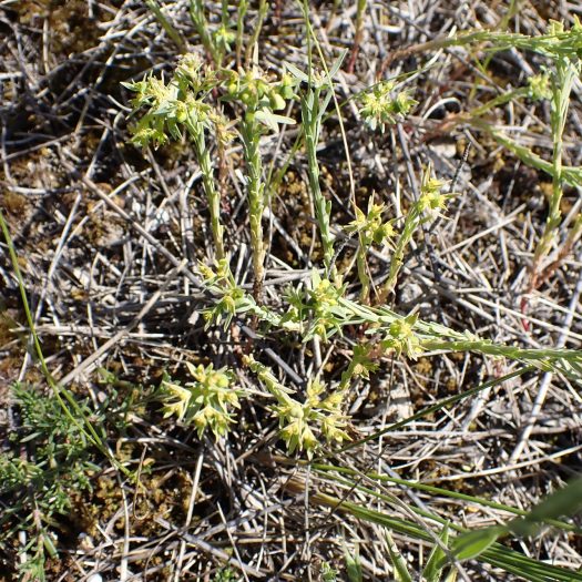 Euphorbe_fluette-(Euphorbia_exigua)-Nathalie_Verger