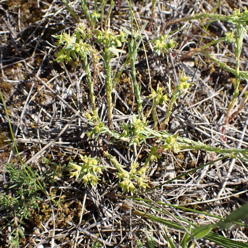 Euphorbe_fluette-(Euphorbia_exigua)-Nathalie_Verger