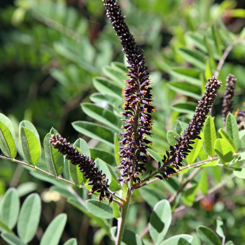 Faux_indigo- (Amorpha_fruticosa)-Guillaume_Eyssartier