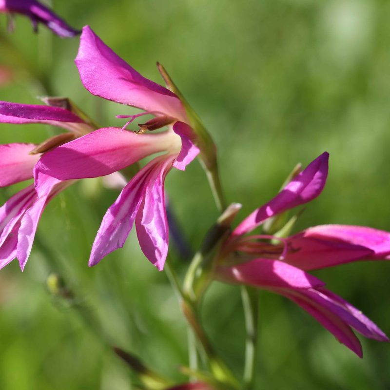 Glaïeul_des_moisson (Gladiolus_italicus)-Guillaume_Eyssartier