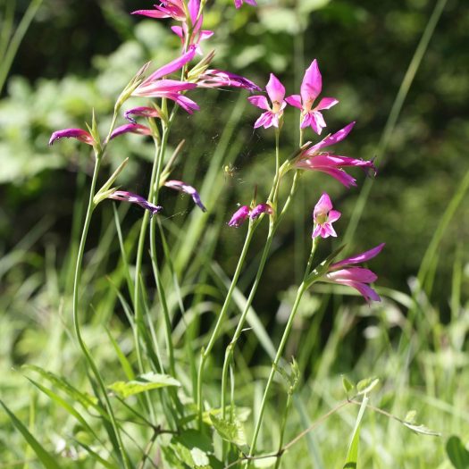 Glaïeul_des_moisson (Gladiolus_italicus)-Guillaume_Eyssartier