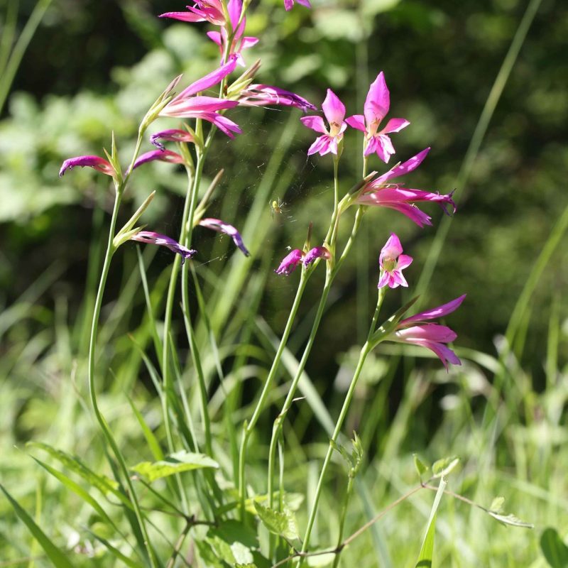 Glaïeul_des_moisson (Gladiolus_italicus)-Guillaume_Eyssartier