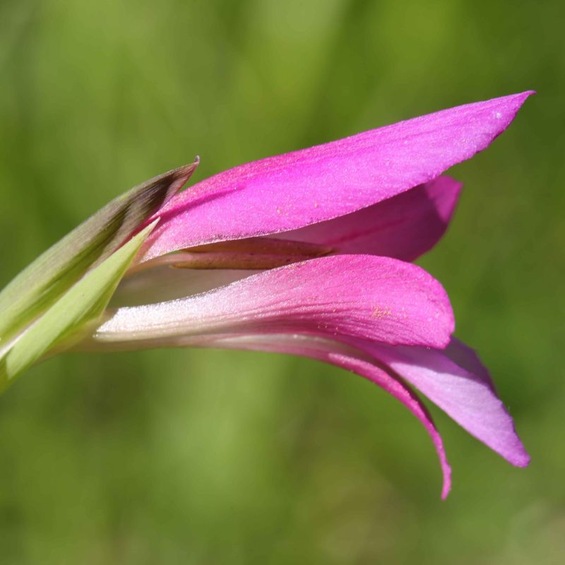 Glaïeul_des_moisson (Gladiolus_italicus)-Guillaume_Eyssartier