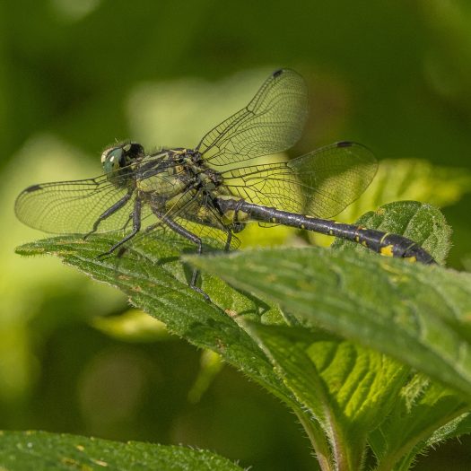 Gomphe-à-pattes_noires-(Gomphus_vulgatissimus)-Nathalie_Verger