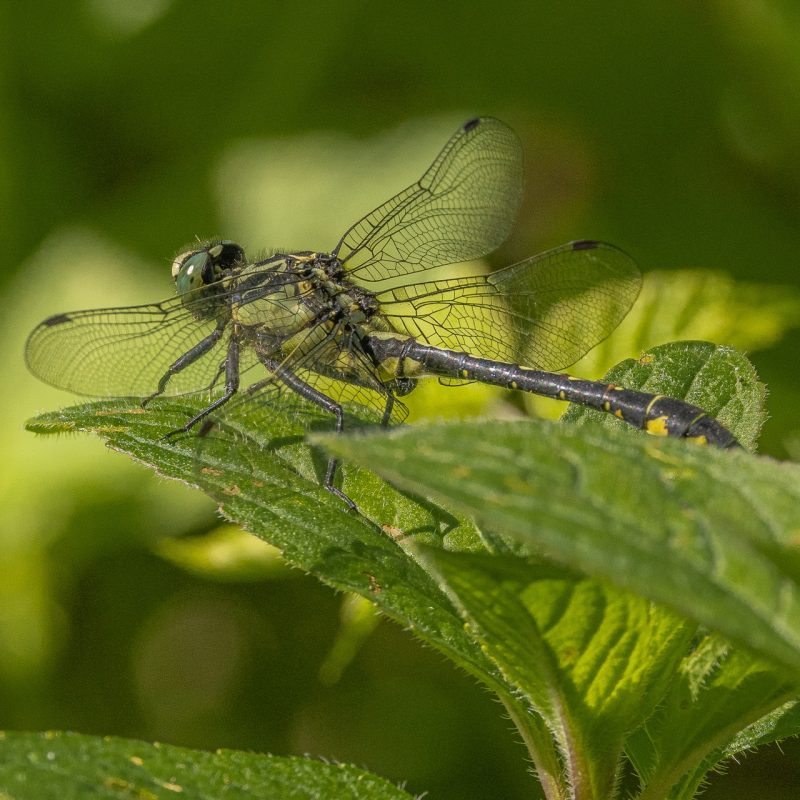 Gomphe-à-pattes_noires-(Gomphus_vulgatissimus)-Nathalie_Verger