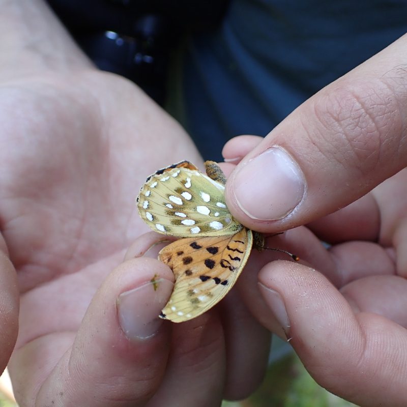 Grand_nacré-(Argynnis_aglaja)-Nathalie_Verger