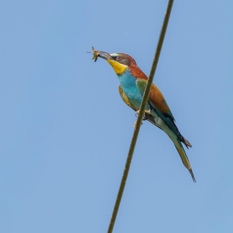 Guêpier_d'Europe-(Merops_apiaster)-Didier_Verger