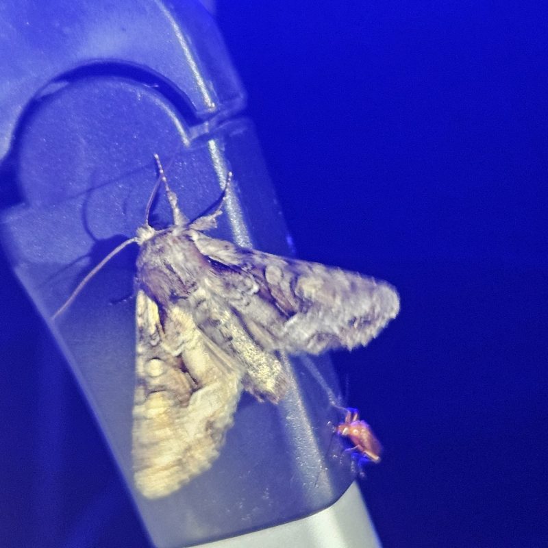 La Noctuelle_thalassine-(Lacanobia_thalassina)-Nathalie_Verger