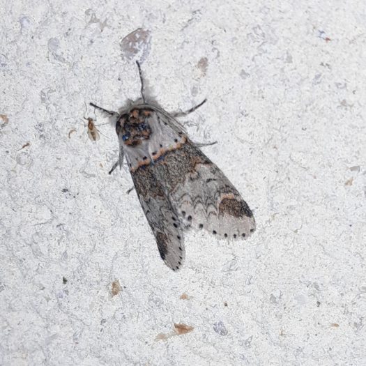 La_Harpye_fourchue-(Furcula_Furcula)-Sylvain_Wagner