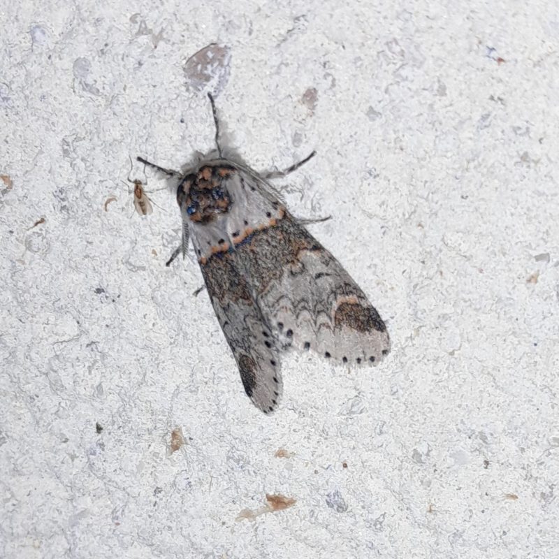 La_Harpye_fourchue-(Furcula_Furcula)-Sylvain_Wagner