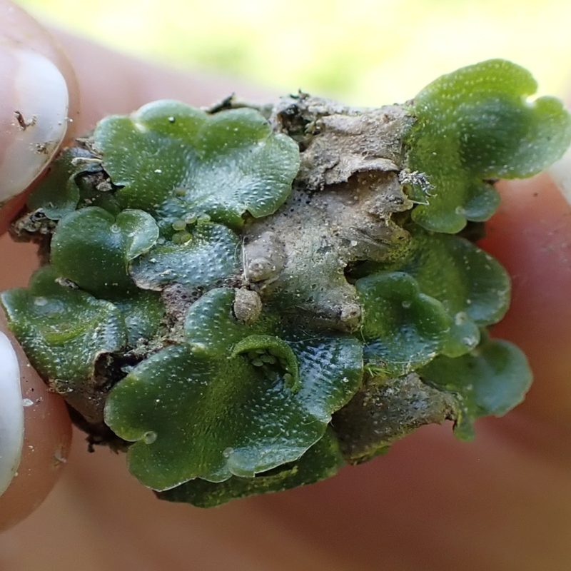 La_lunulaire-(Lunularia_cruciata)-Nathalie_Verger
