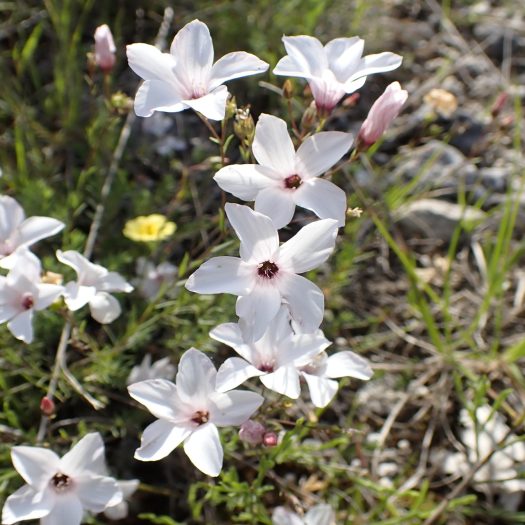 Lin_à_feuille_de salsola (Linum suffruticosum)-Nathalie_Verger