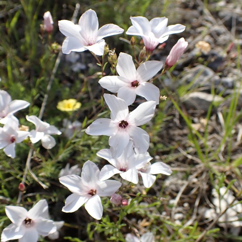Lin_à_feuille_de salsola (Linum suffruticosum)-Nathalie_Verger