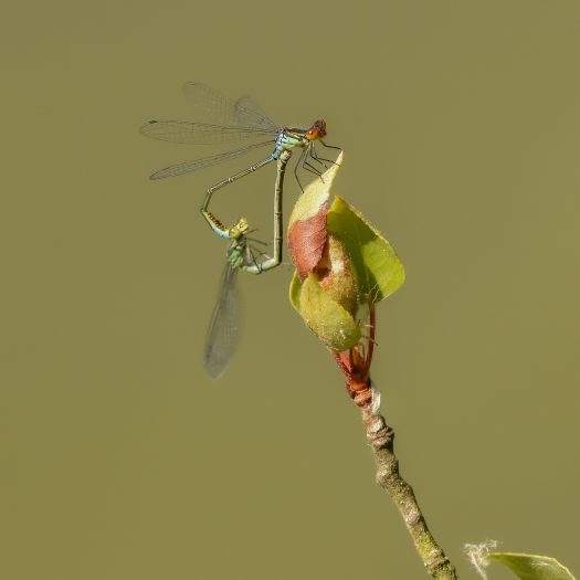 Naïade_au_corps_vert-(Erythromma_viridulum)-Sylvain_Wagner