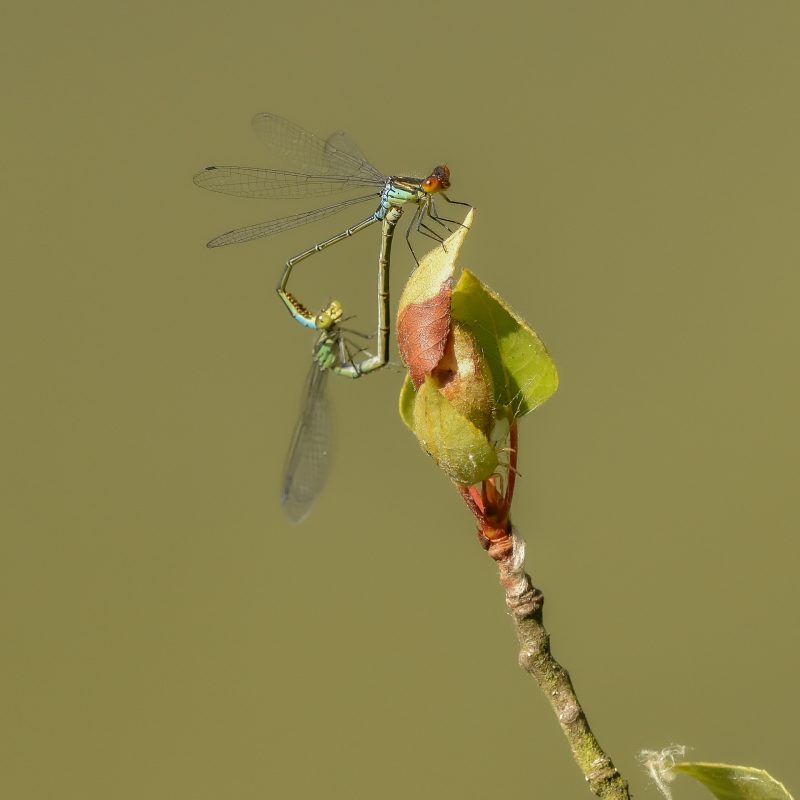 Naïade_au_yeux_rouges-(Erythromma_najas)-Sylvain_Wagner