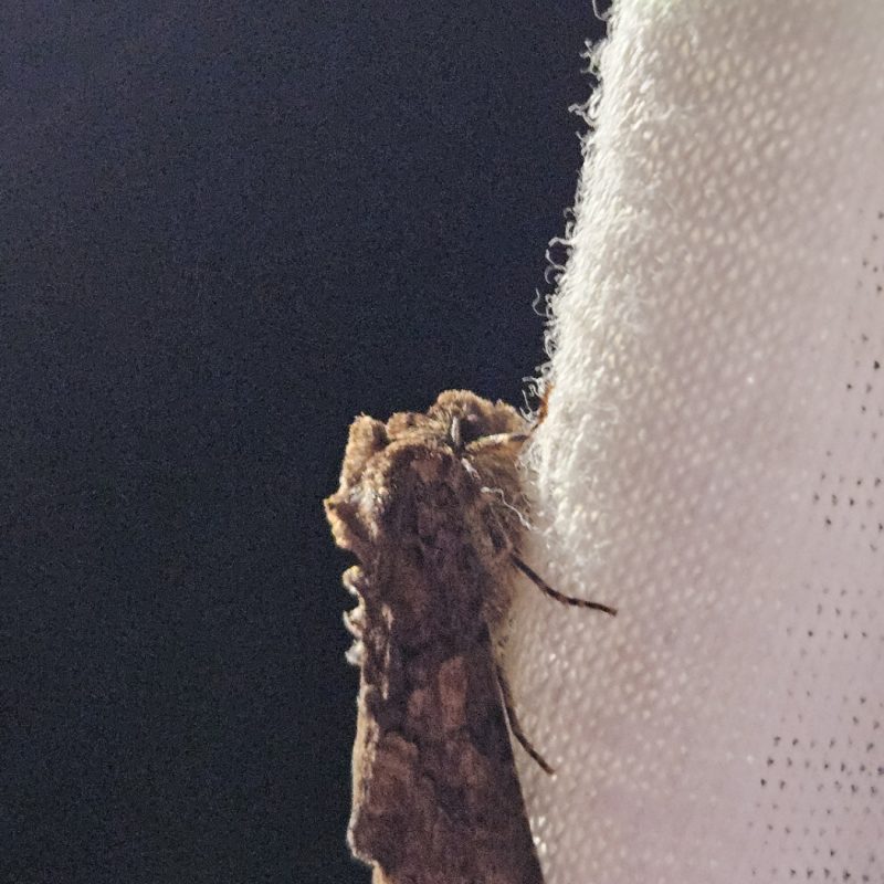 Noctuidae_sp.-Nathalie_Verger
