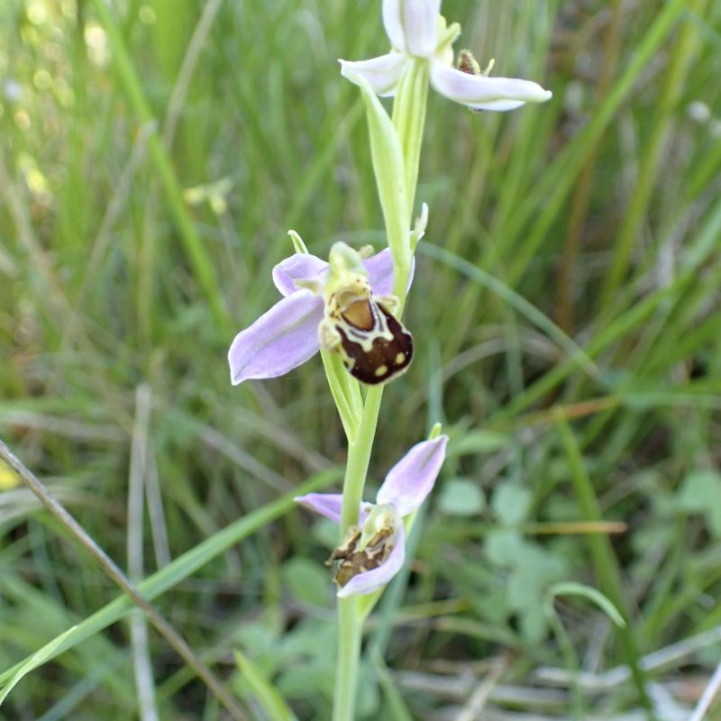 Ophrys_abeille-(Ophrys_apifera)-Nathalie_Verger
