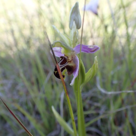 Oprys_bécasse-(Ophrys_scolopax)-Nathalie_Verger