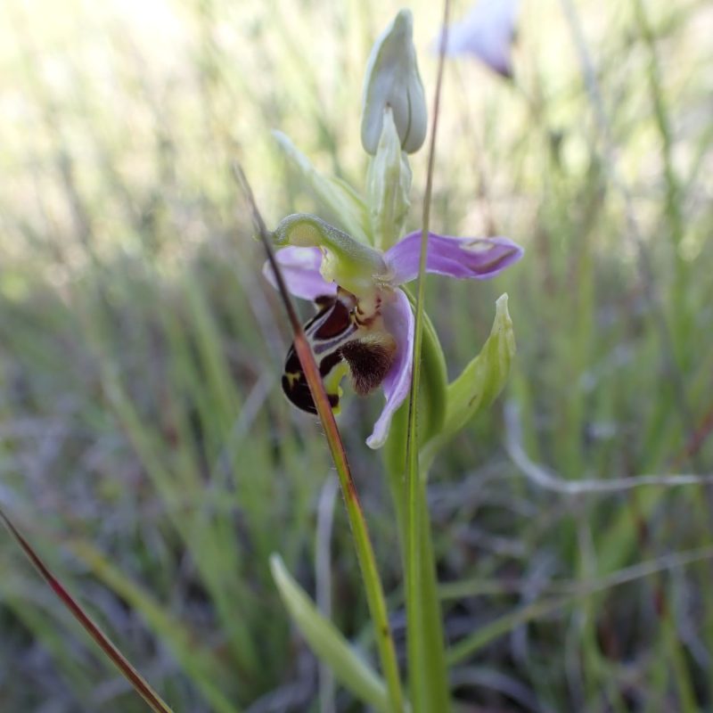 Oprys_bécasse-(Ophrys_scolopax)-Nathalie_Verger