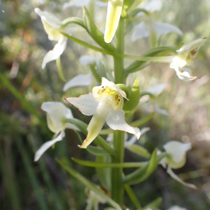 Orchis_verdâtre-(Platanthera_chlorantha)-Nathalie_Verger