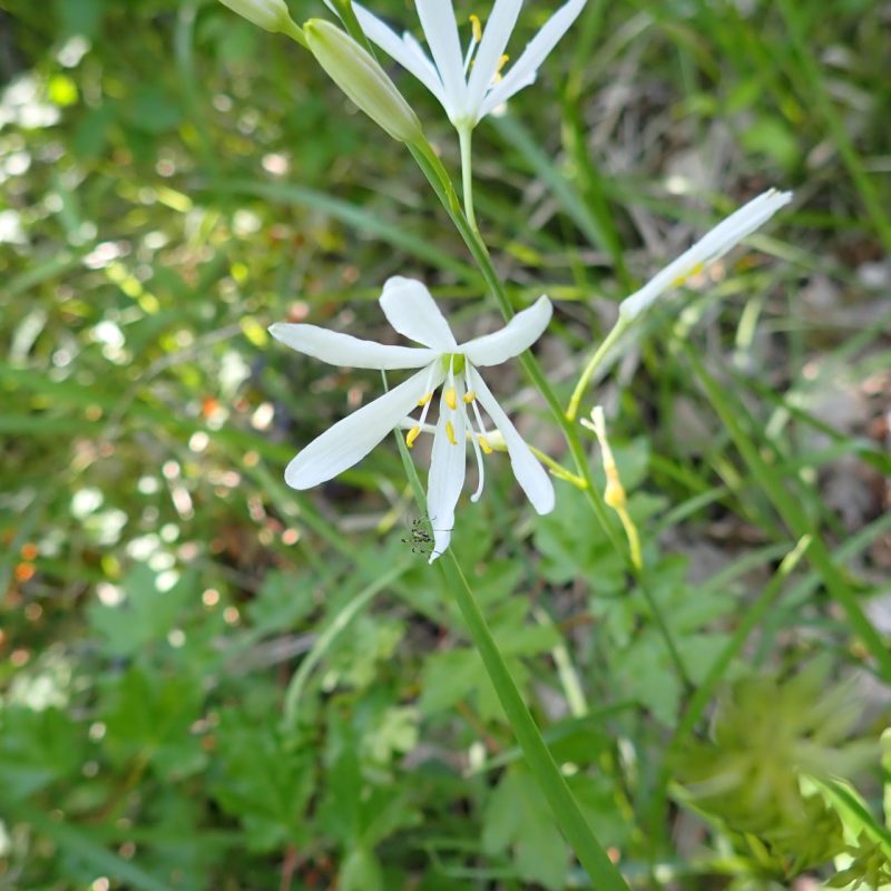 Phalangère_à_fleurs_de_lys-(Anthericum_liliago)-Nathalie_Verger