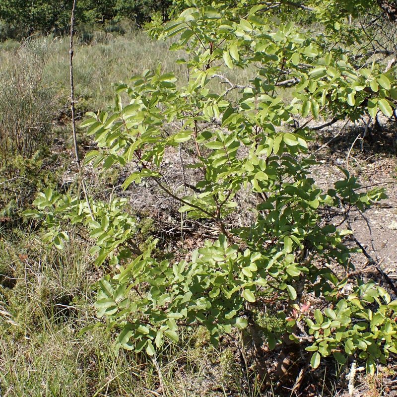 Pistachier_térébinthe-(Pistacia_terebinthus)-Nathalie_Verger