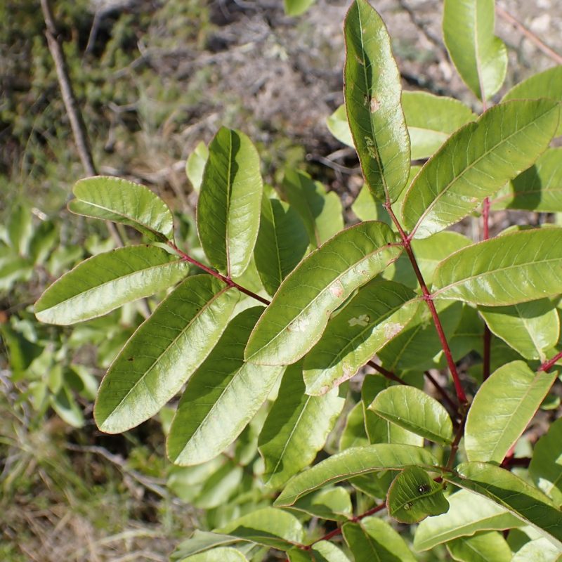 Pistachier_térébinthe-(Pistacia_terebinthus)-Nathalie_Verger
