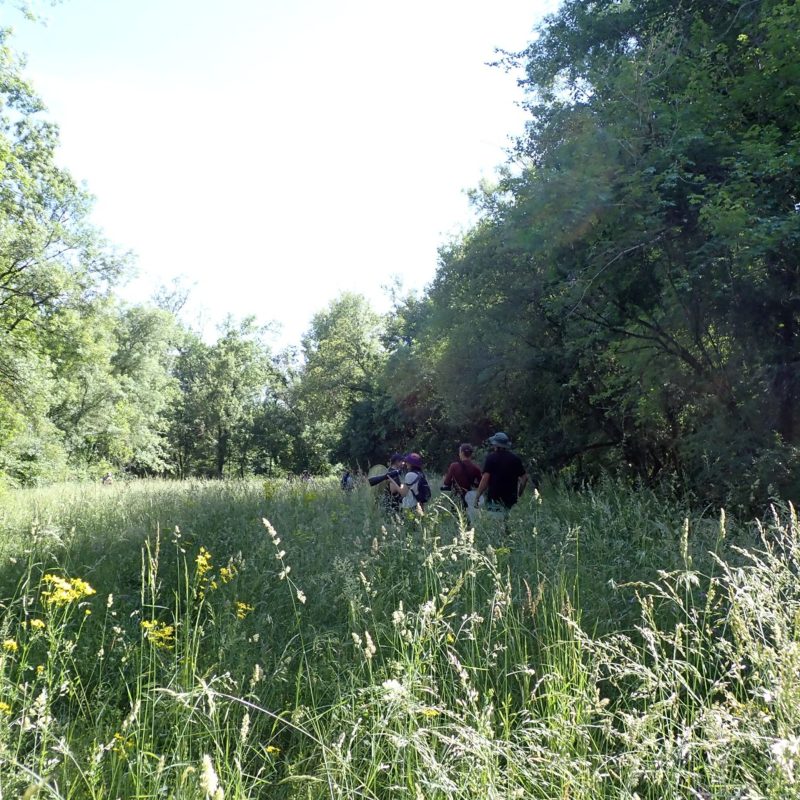 Prairie_humide