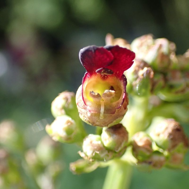 Scrofulaire_à_oreillettes-(Scrophularia_auriculata)-Nathalie_Verger